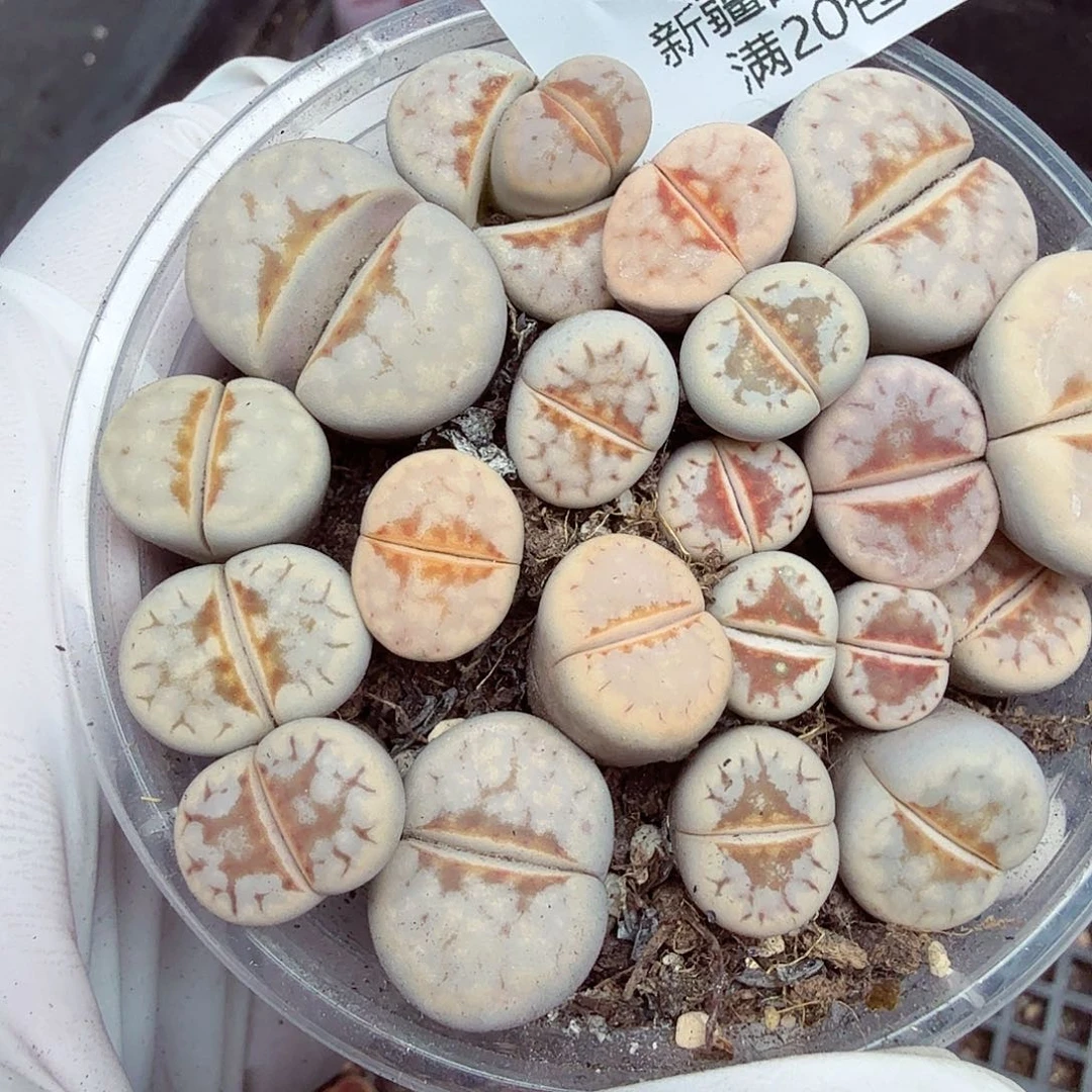你说了就可以啊哈咯188好