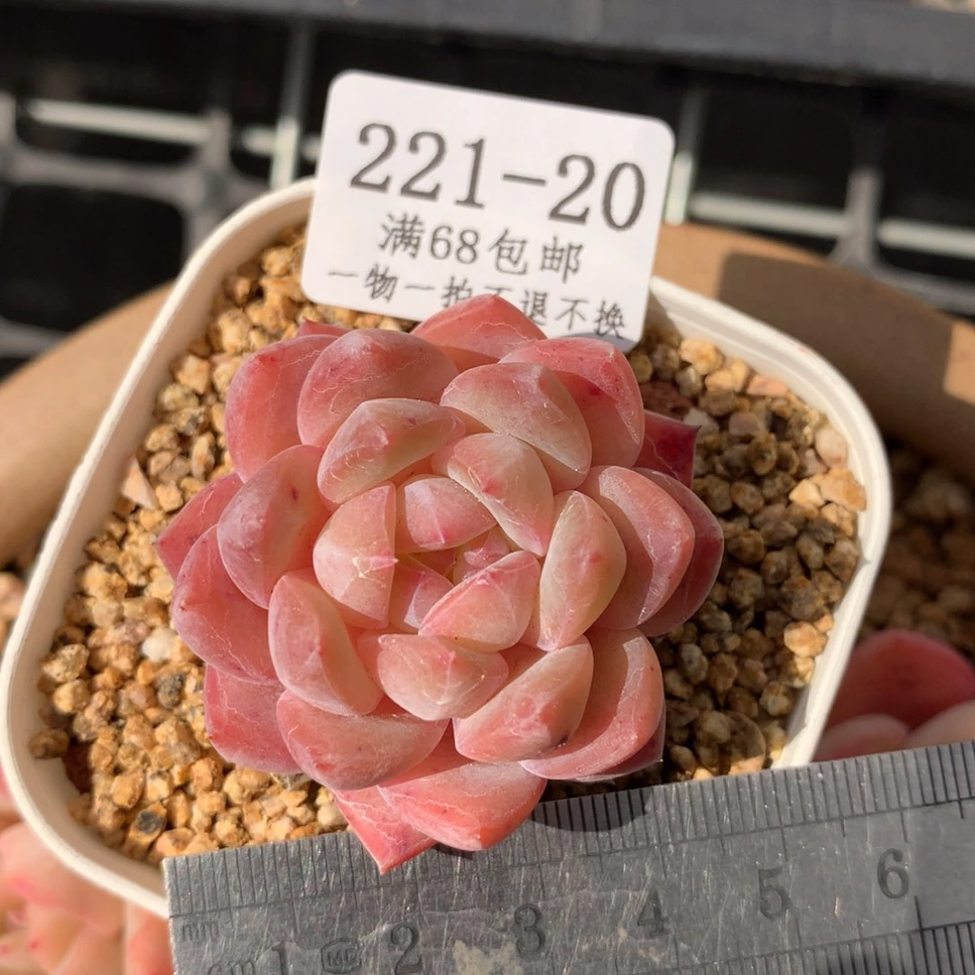 20。草莓杏仁。糖心多肉。