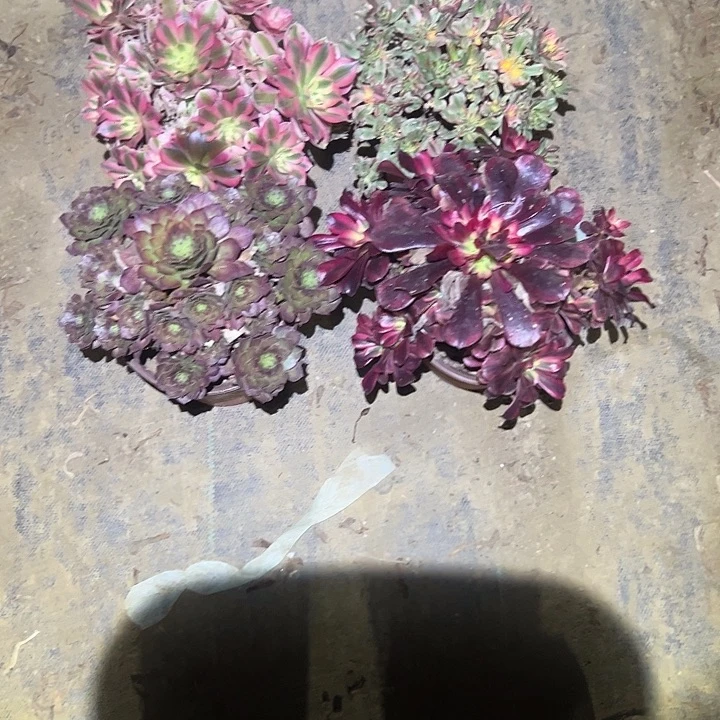 不包侧枝一物一拍24