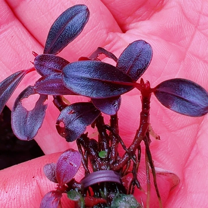 福利24号福利价植物一头