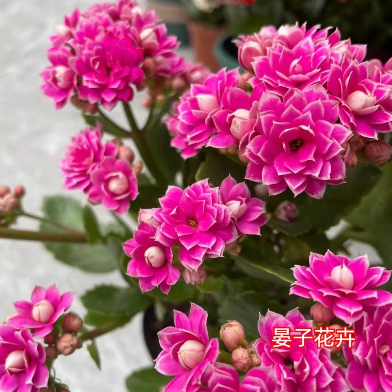 【紫风铃】 110盆 重瓣带花苞长寿花