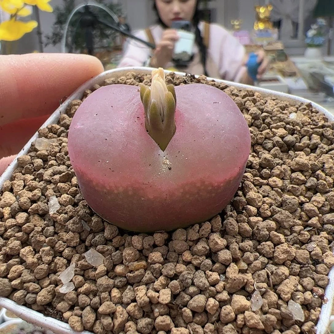 【闪购商品】181 吕氏