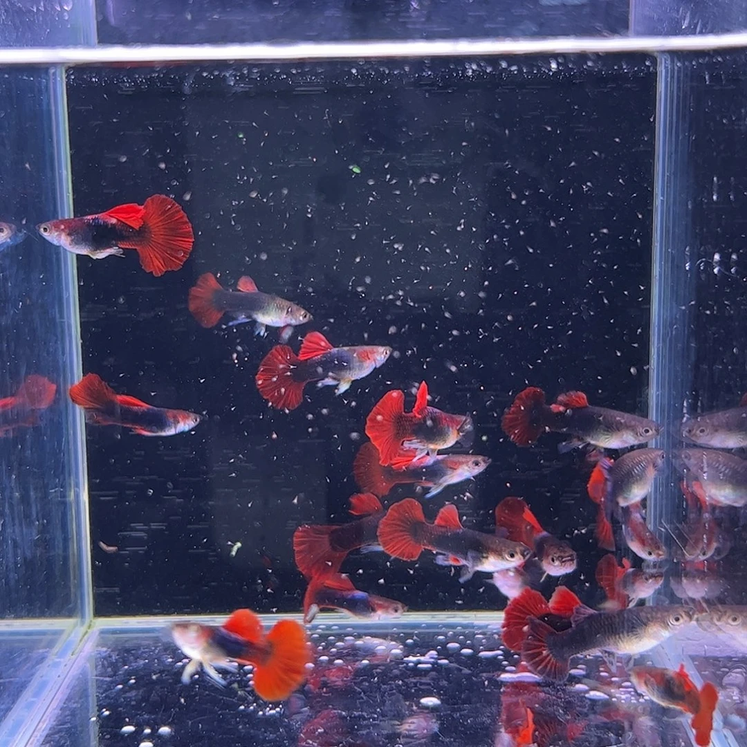 孔雀鱼福利折扇20条