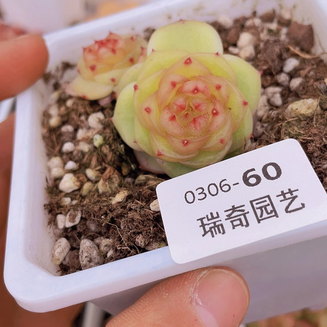 00000000000060一物一拍