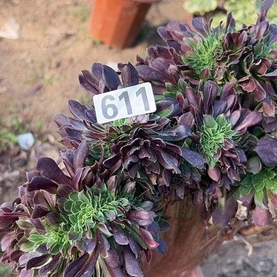 明***润多肉植物一个没售后611