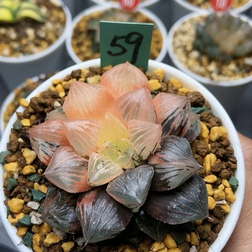 【闪购商品】1*59玉潭锦