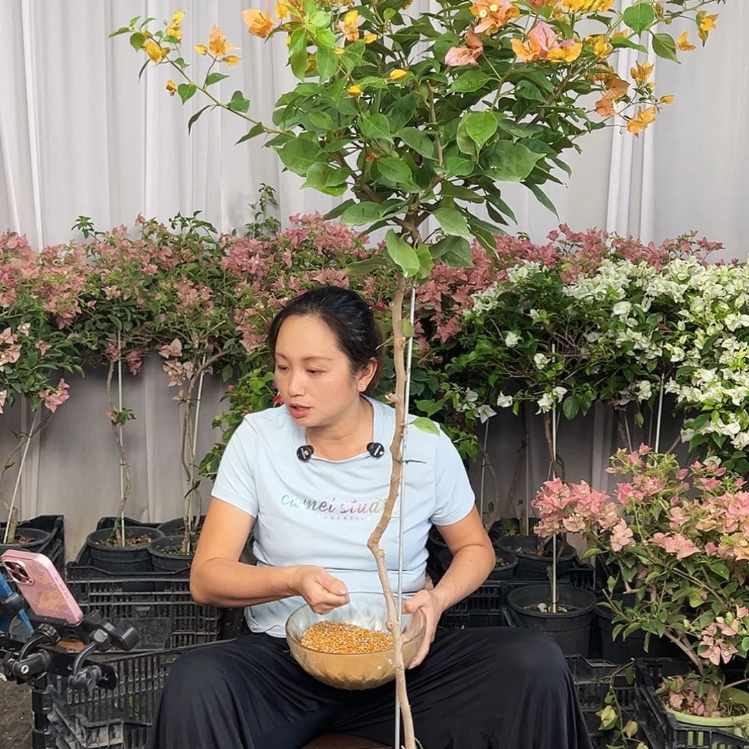 一***筒当前无花栽培后可以开花F99变色龙