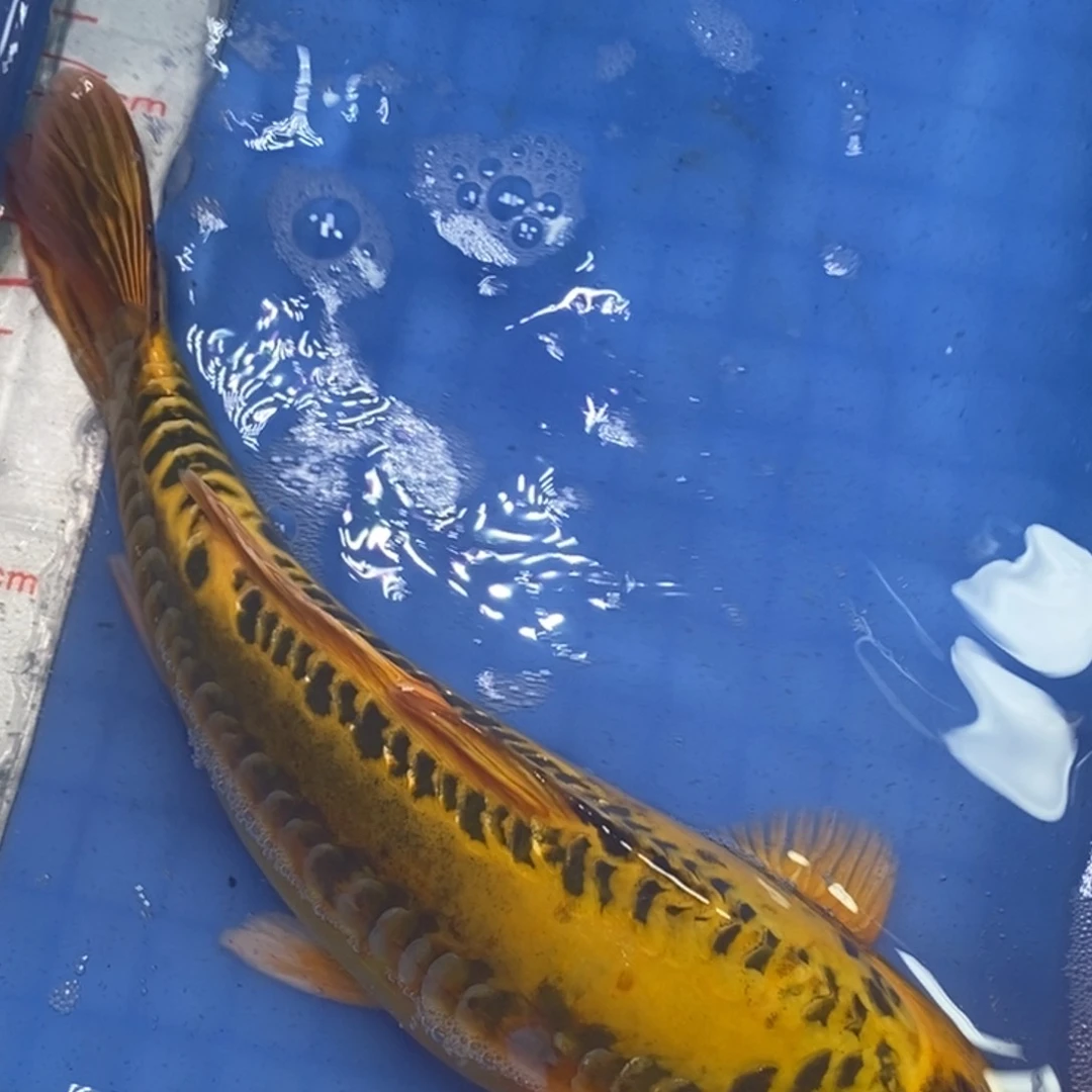 锦鲤冷水锦鲤包邮