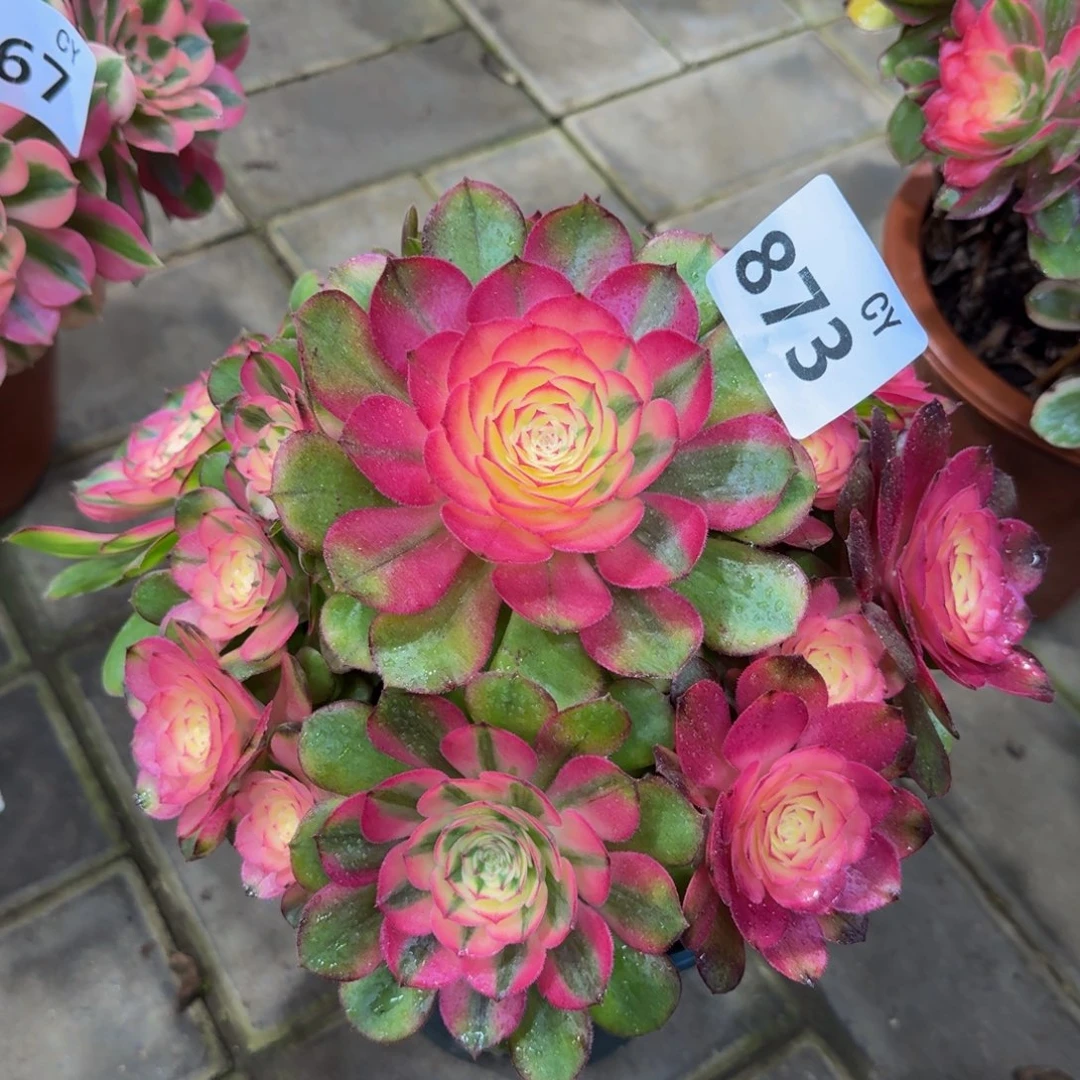 多肉植物873荔枝 法师