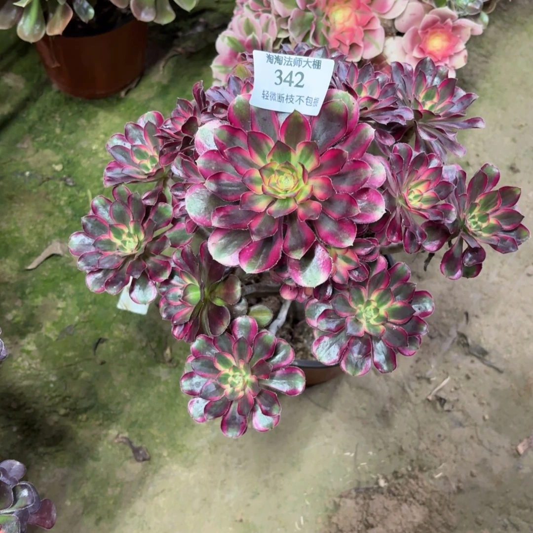 342丽娜变异多肉植物法师
