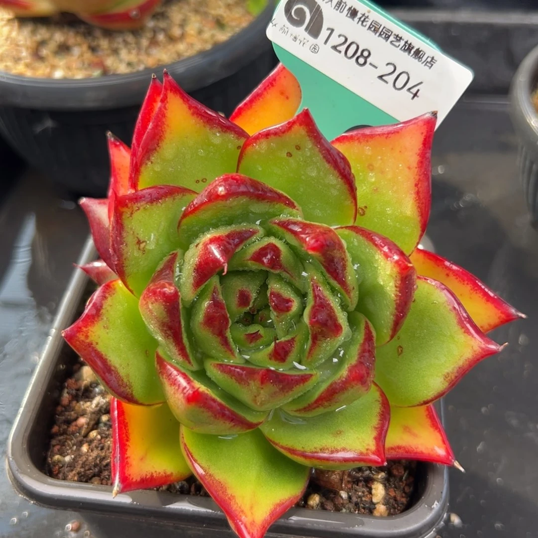 从前慢花园多肉编号1208-204