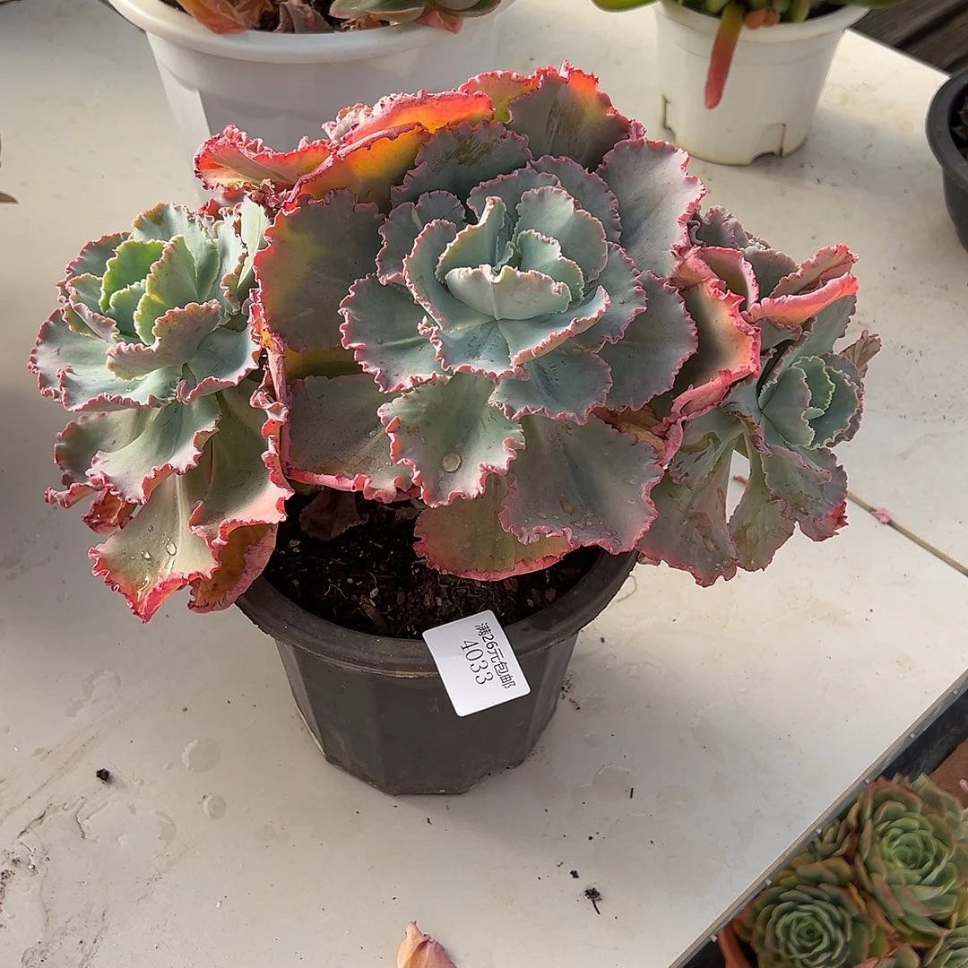 花***）4033舞会红裙多肉植物