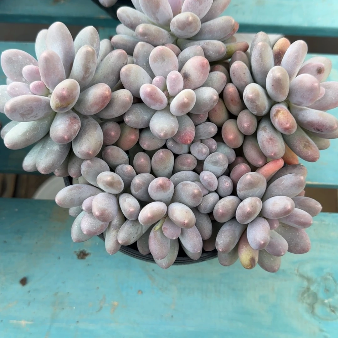 9头汤圆杂，发货点延迟