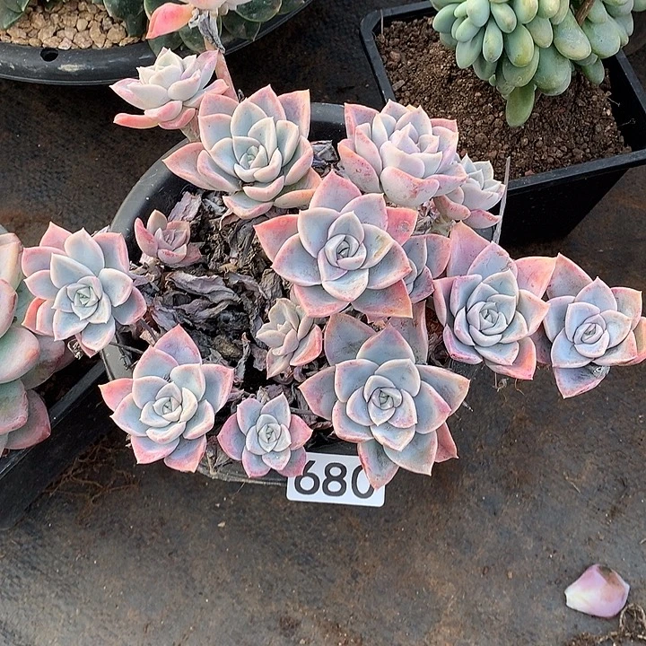 680哈利 一物一拍多肉