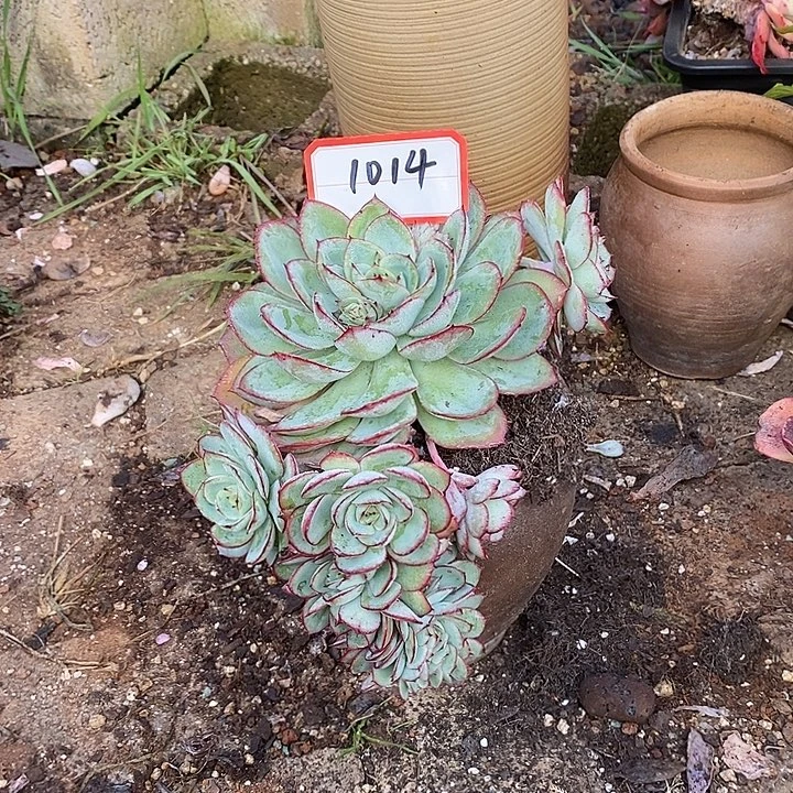 @***）2025-1014牡丹亭小缀