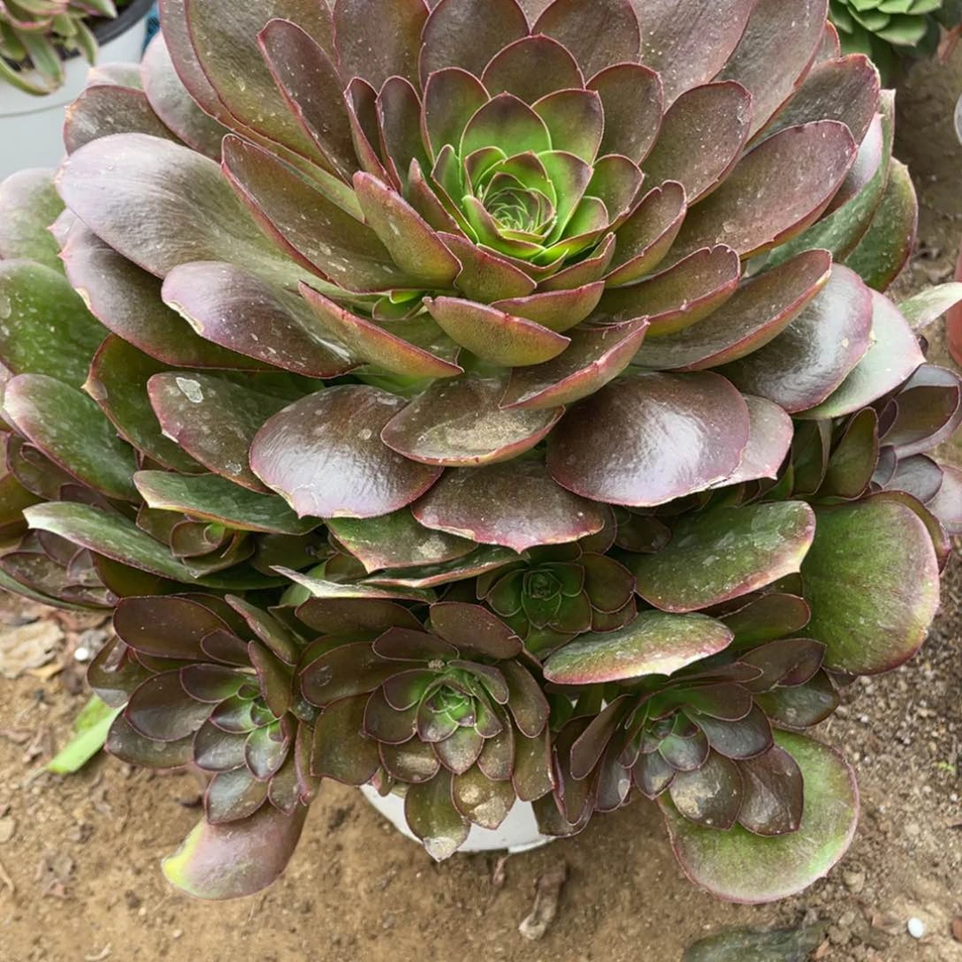 403魅金玫瑰多肉法师断枝不包