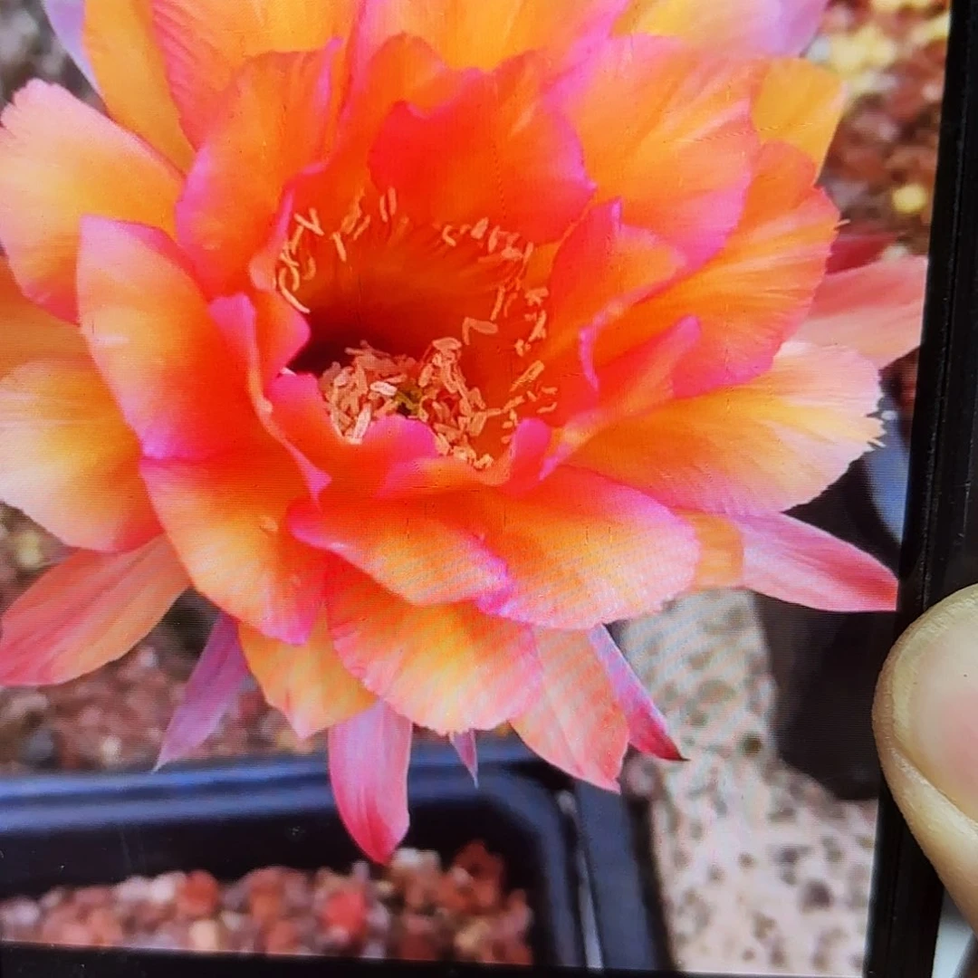 财神彩侧牙20包邮钱仙人球31