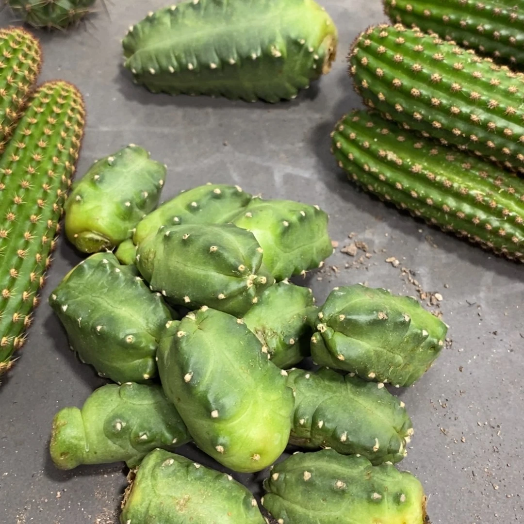 新品橙花桃太郎侧芽一个