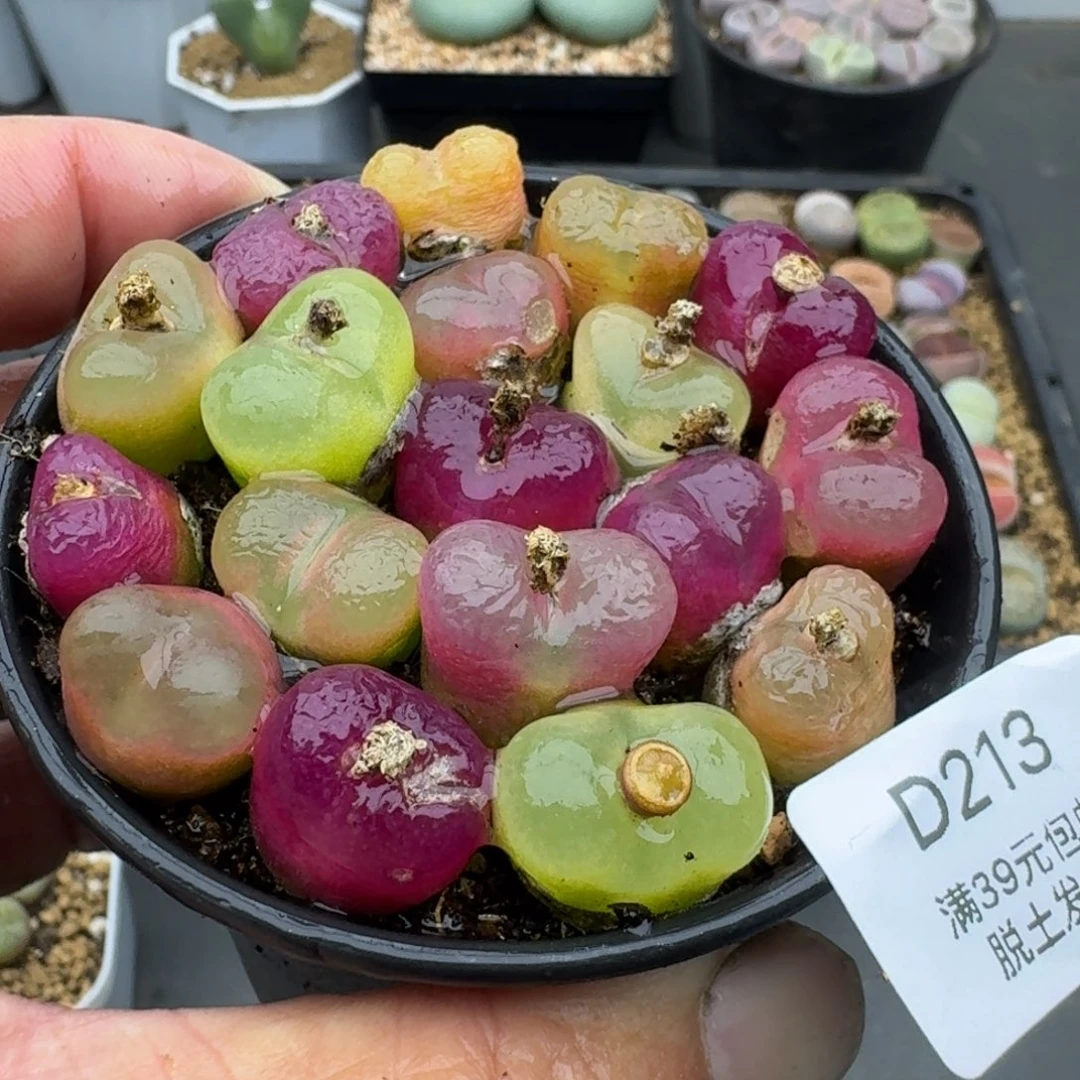 213多肉的小龙虾和一