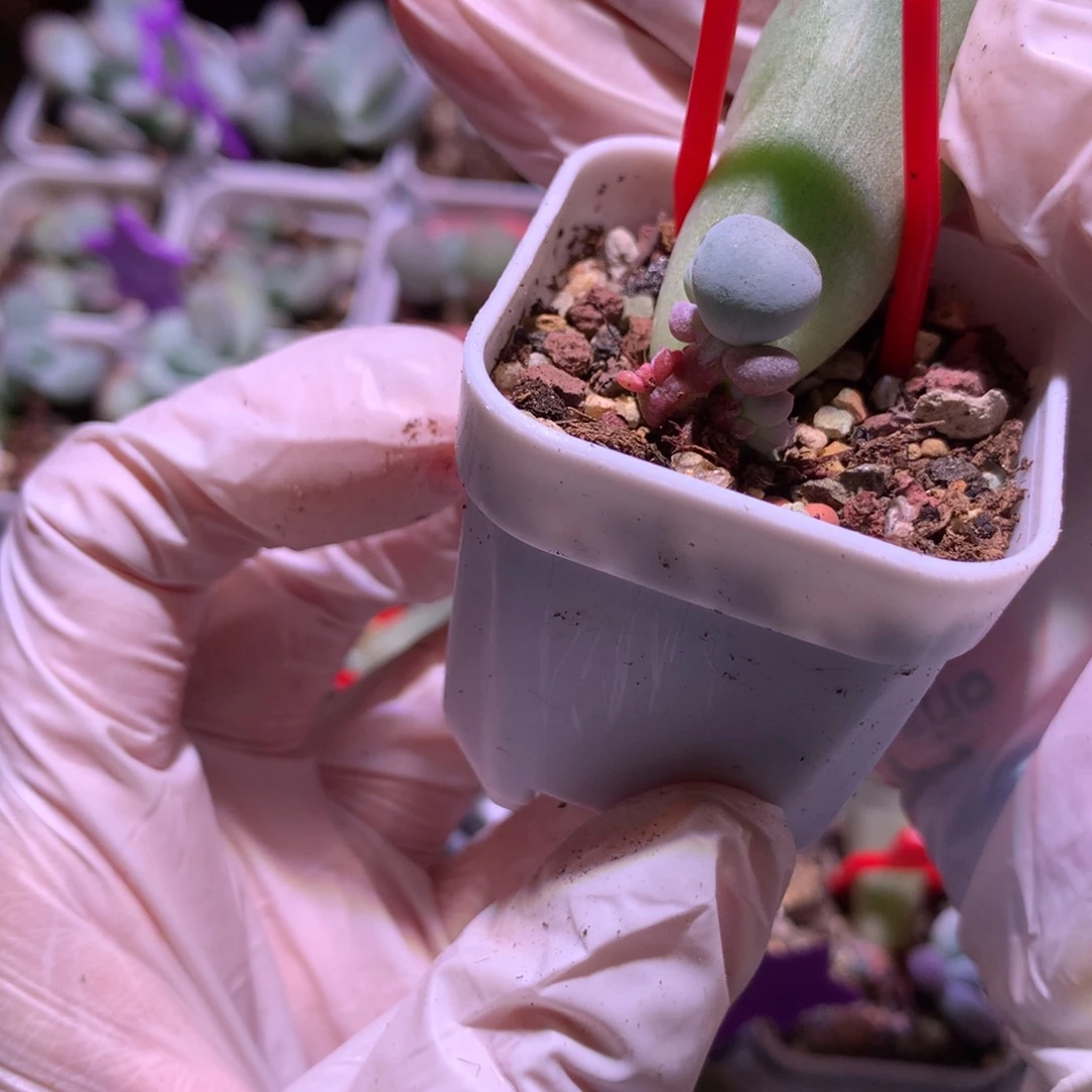 米可奶酪多肉米可奶