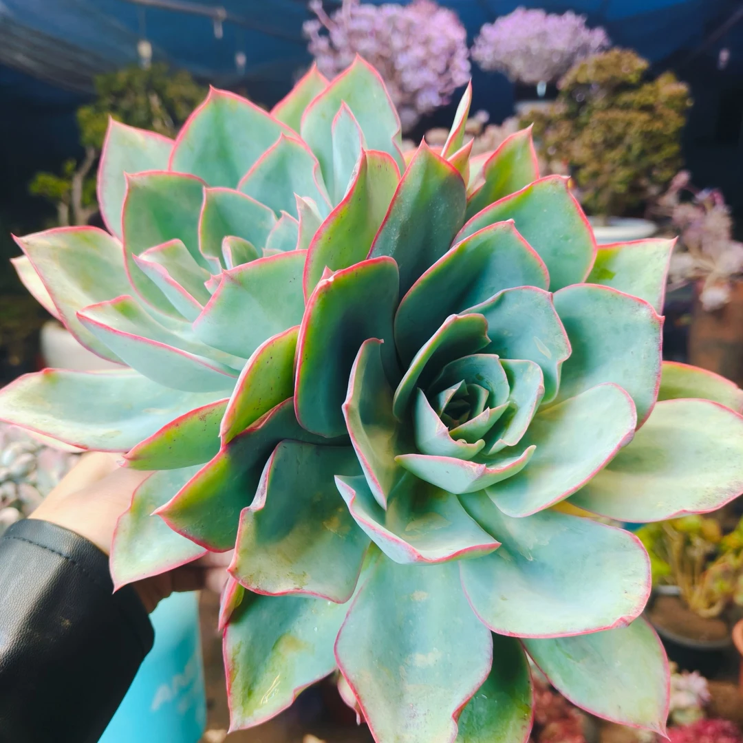 双头蓝光 精品多肉一单包邮基地直发