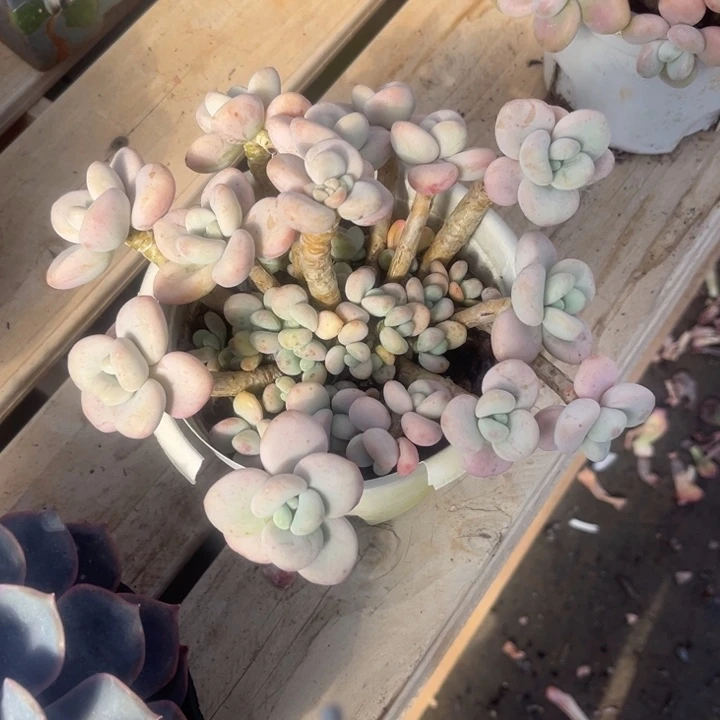 香水洛神多肉植物1 8