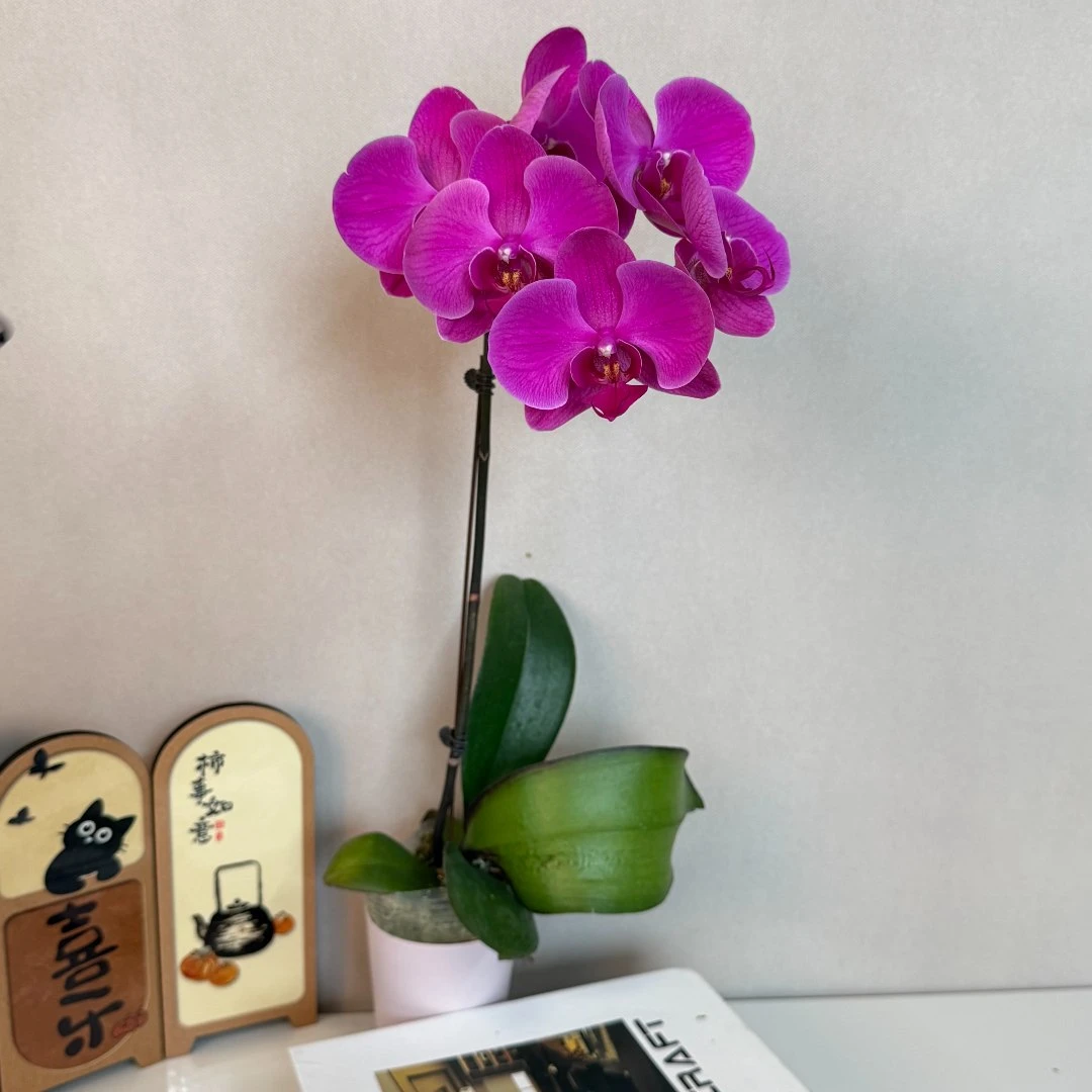 蝴蝶兰【红苹果】经典年宵花 玫红色系大花 鲜活绿植 基地直发