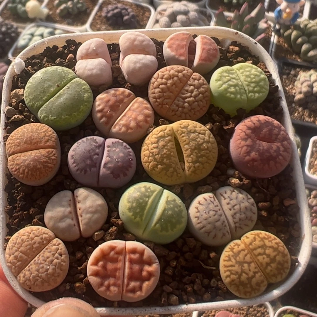 66多肉植物百科植物