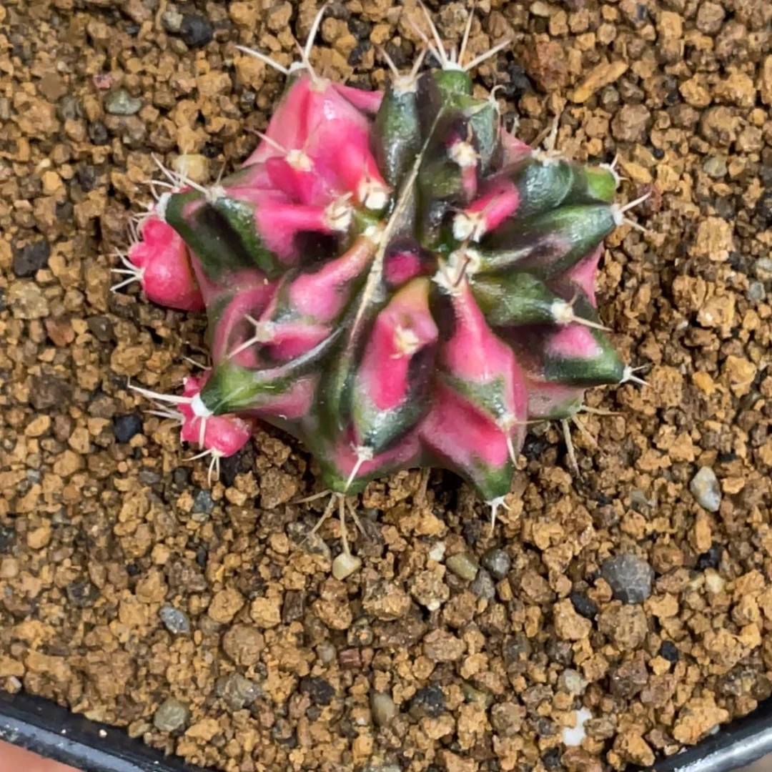 当前无花朵，栽培后可花朵裂变粉虎斑