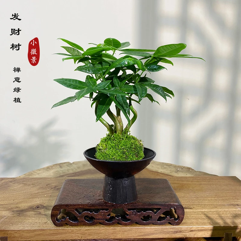 【造型发财树】苔藓球绿植新中式四季常青茶台书桌禅意绿植