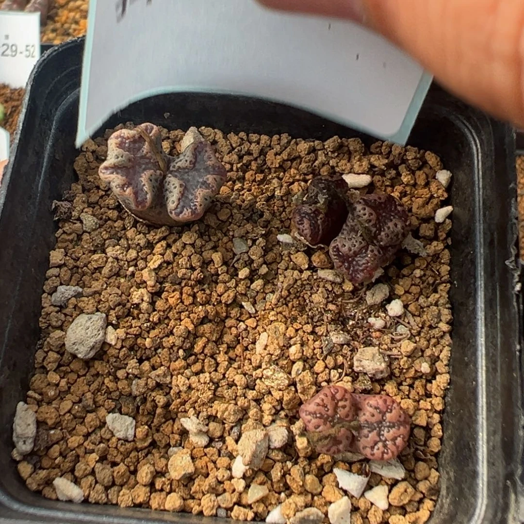 29-107肉锥多肉植物