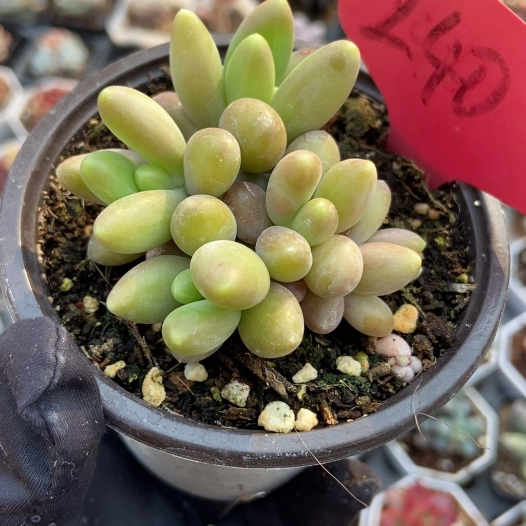 240芒果美人多肉植物