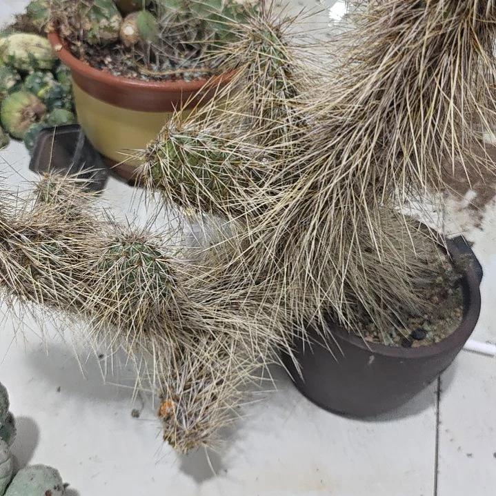 一片侧芽叶片仙人掌！