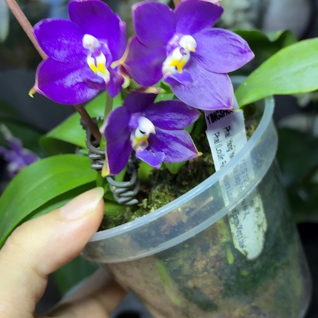 当前无花朵，栽培后可花朵A1233yss1230