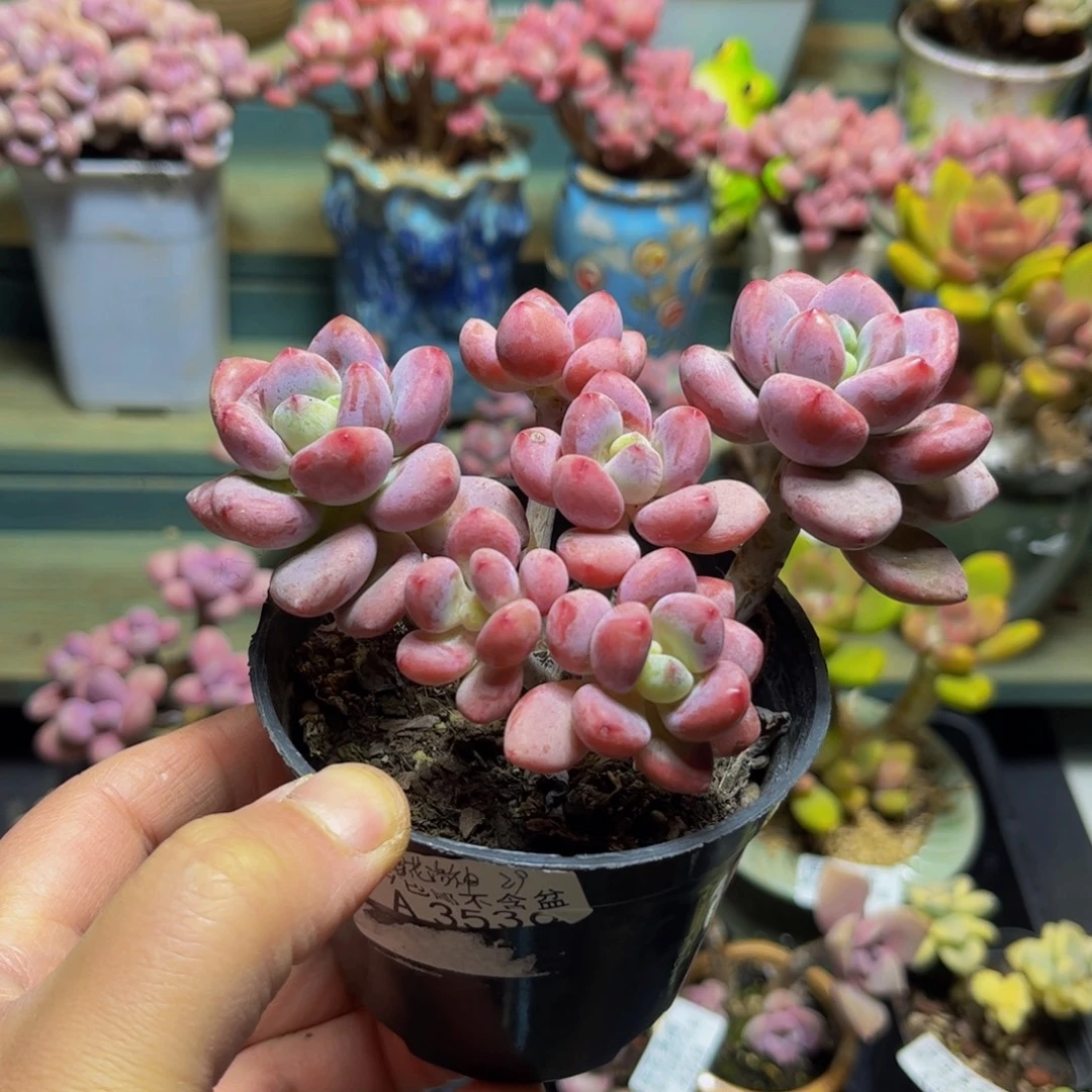 019樱花洛神12厘米多肉