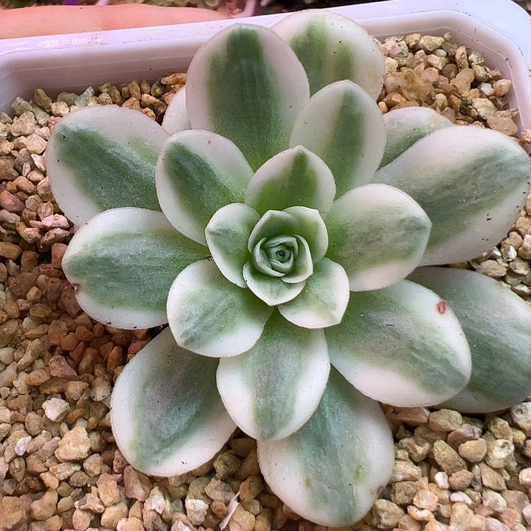 山地玫瑰锦冬雪1458号