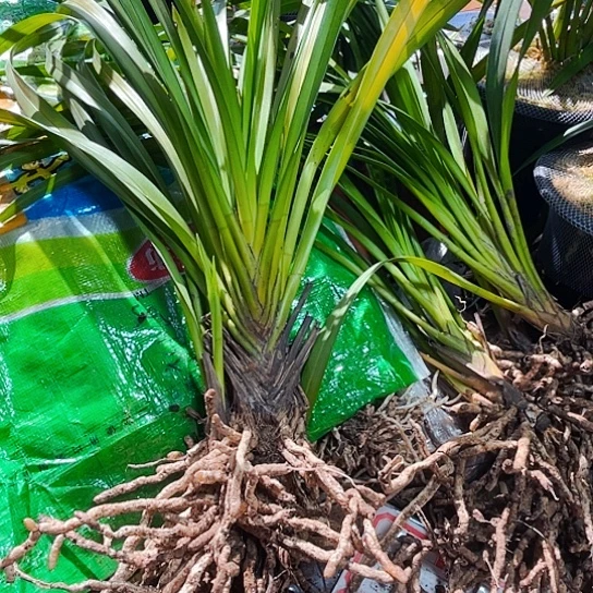 无花朵虎头兰虎头兰