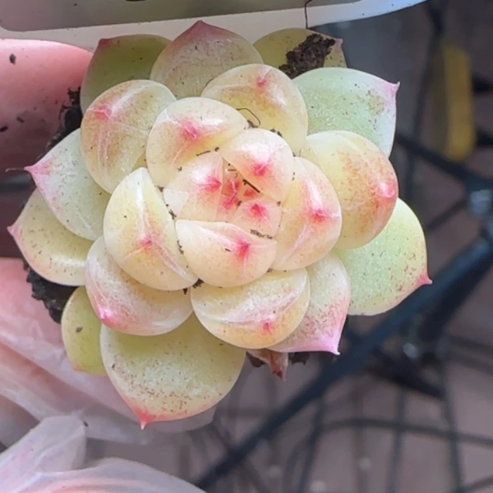 660甜心18  加库存