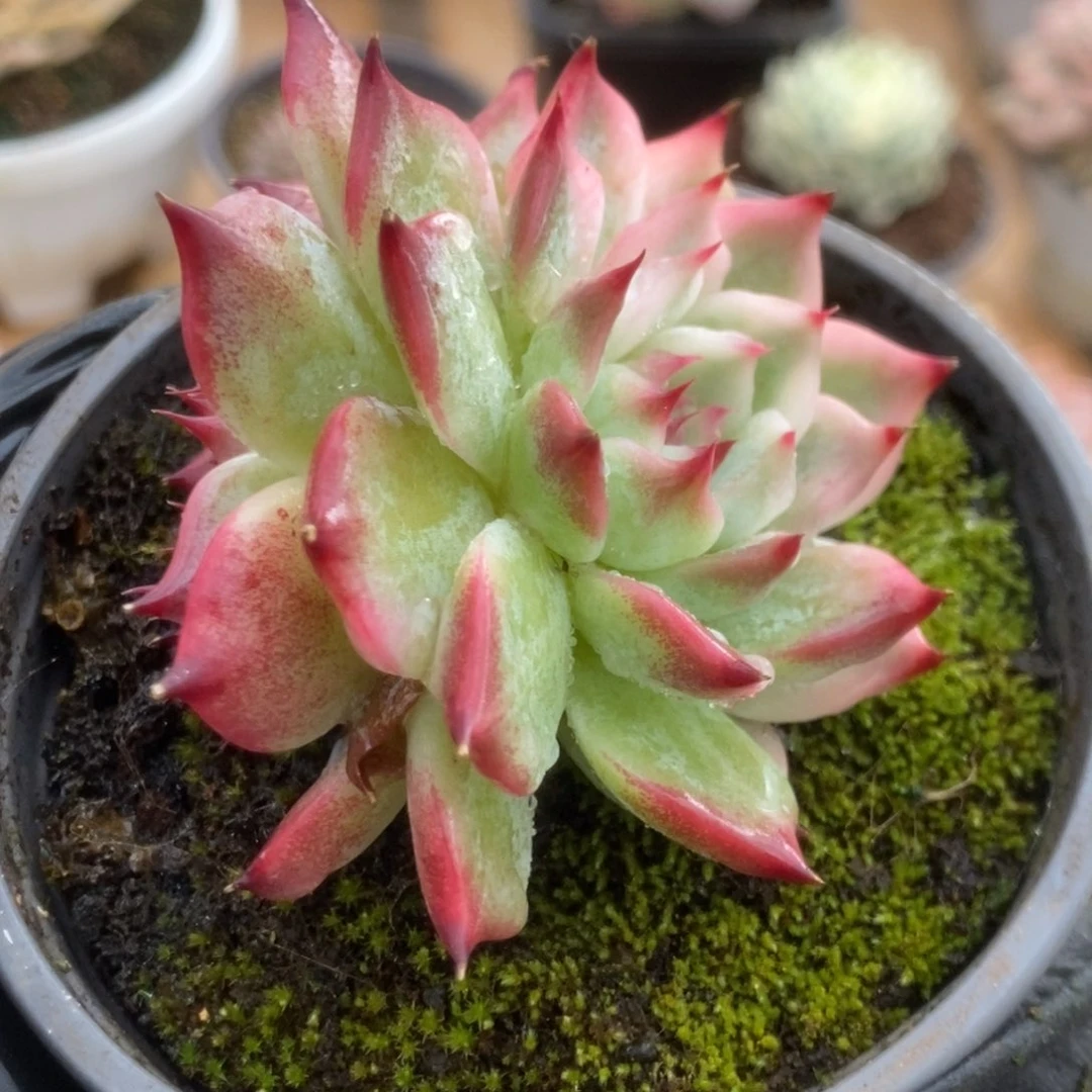 362吉娃娃锦锦锦锦锦