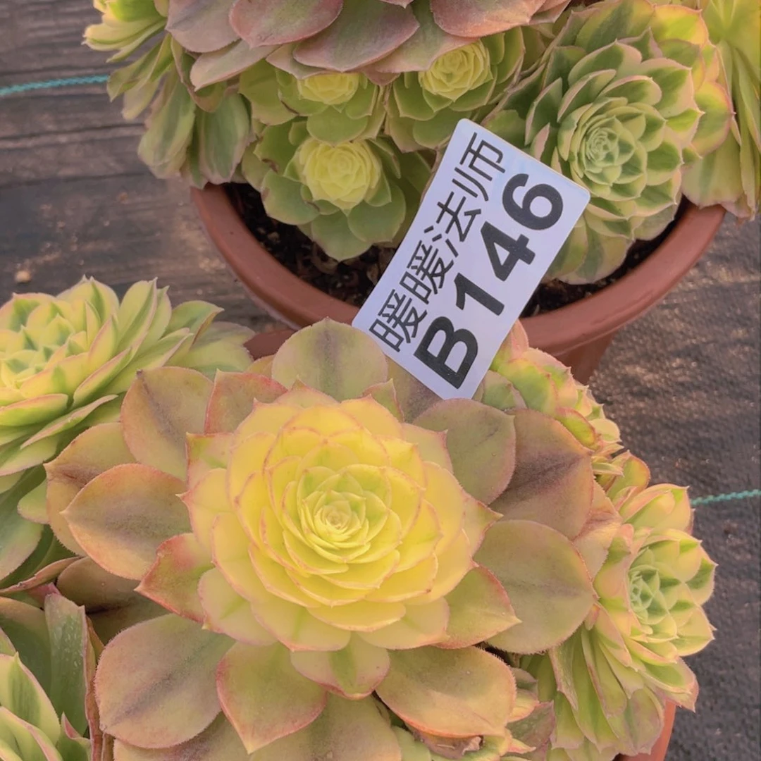 紫砂茶杯情****伴146分钻提供一个更好