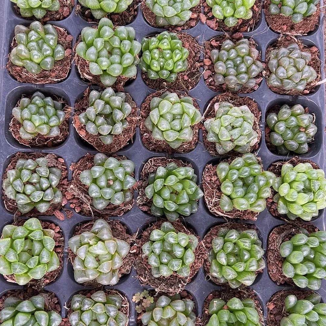 源*直播福利一物一拍121