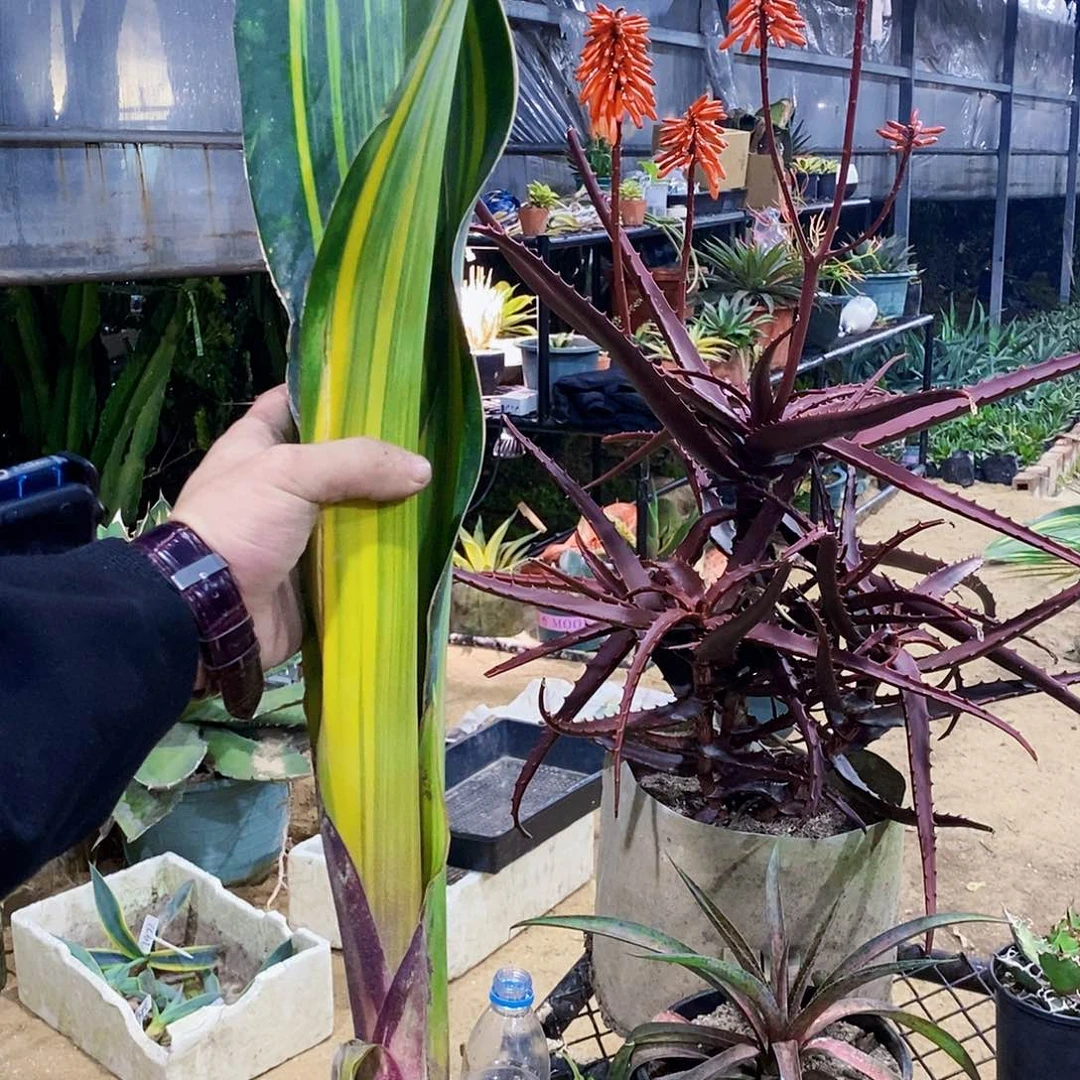 乞****）3618翡翠宝镜一颗