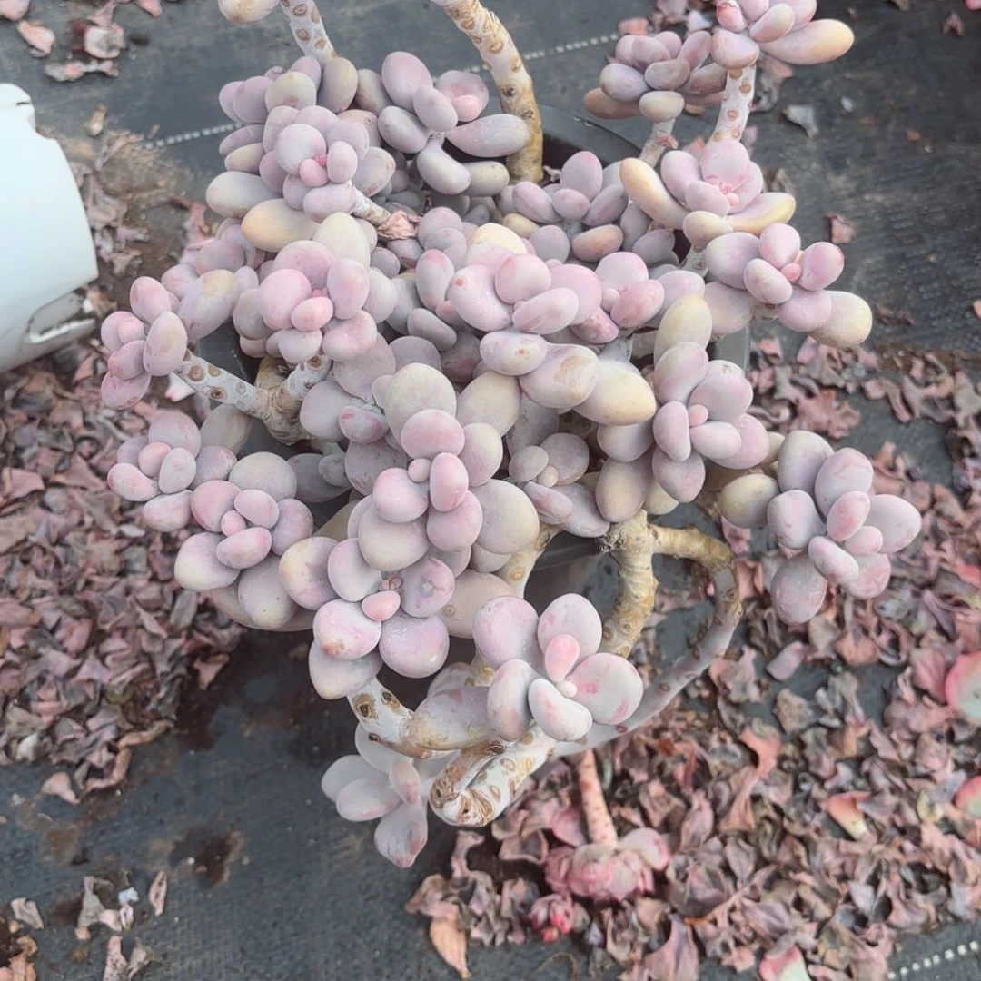 一***喵桃蛋30-8。