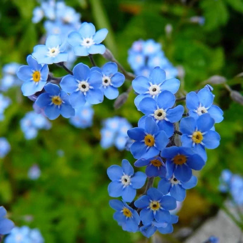 勿忘草种子四季开花新手易种花籽宿根多年生勿忘我室外阳台盆栽花