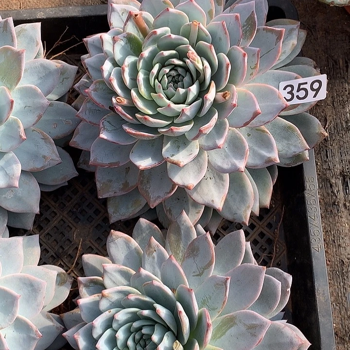 359蓝鸟 一物一拍多肉