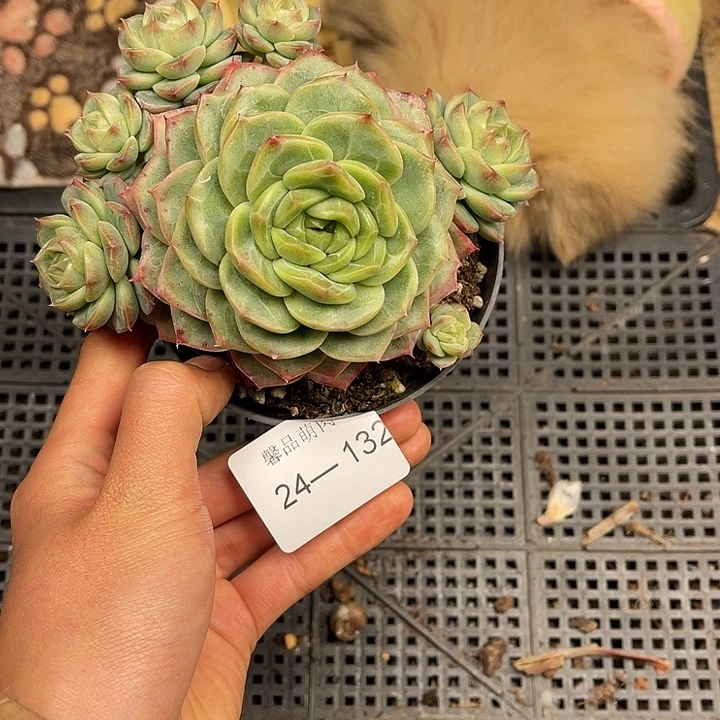 多肉一物一拍24-132不包整