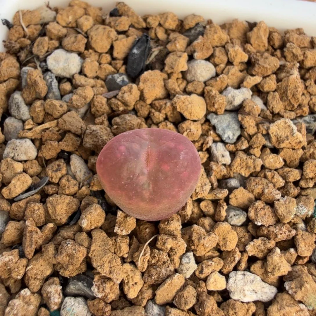 至尊宝 tt 11-25-L17.