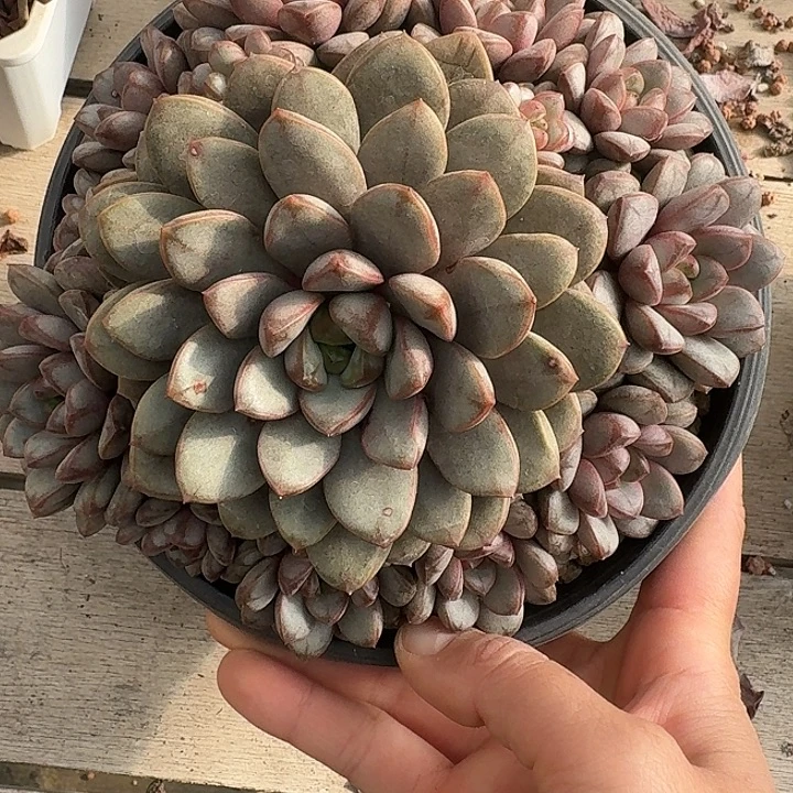 葡萄多肉植物的生长