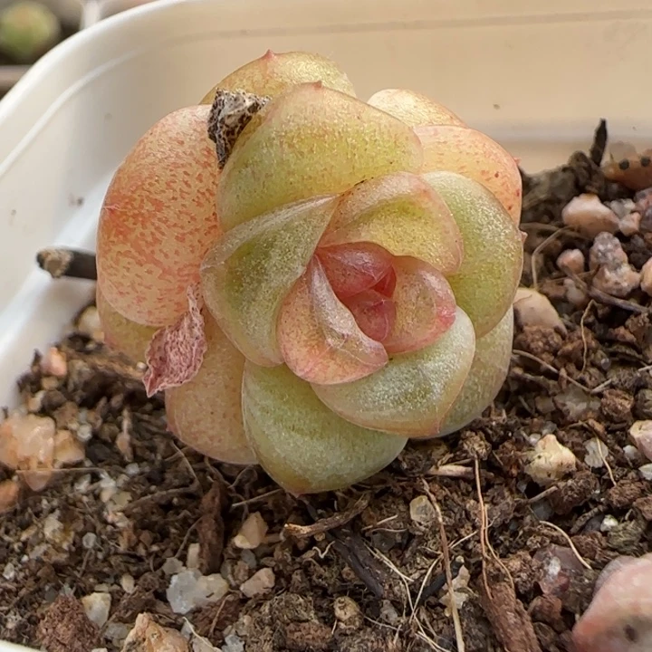 27绝绝子多肉一棵