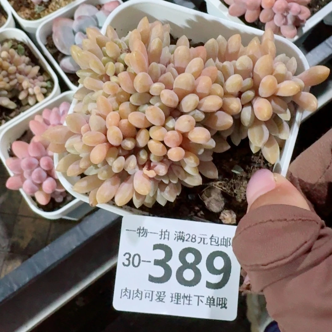 醉美人缀化无盆土发货无